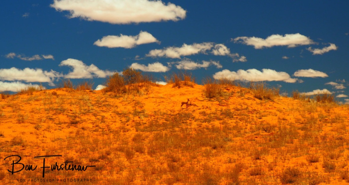 A tiny Steenbok in a vast desert, Kgalagadi Transfrontier Park 