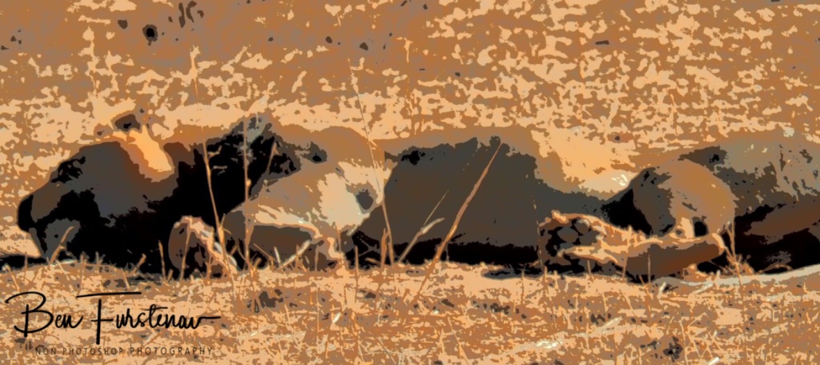 Lion around after a busy night, Kgalagadi Transfrontier Park