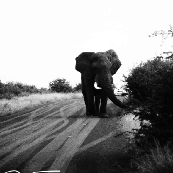 Bull elephant following car in Kruger National Park