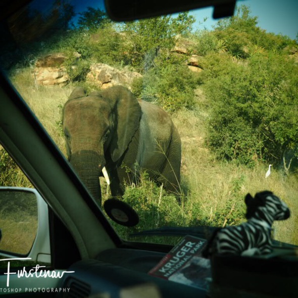 Too close for comfort for Zimba and myself, Kruger National Park