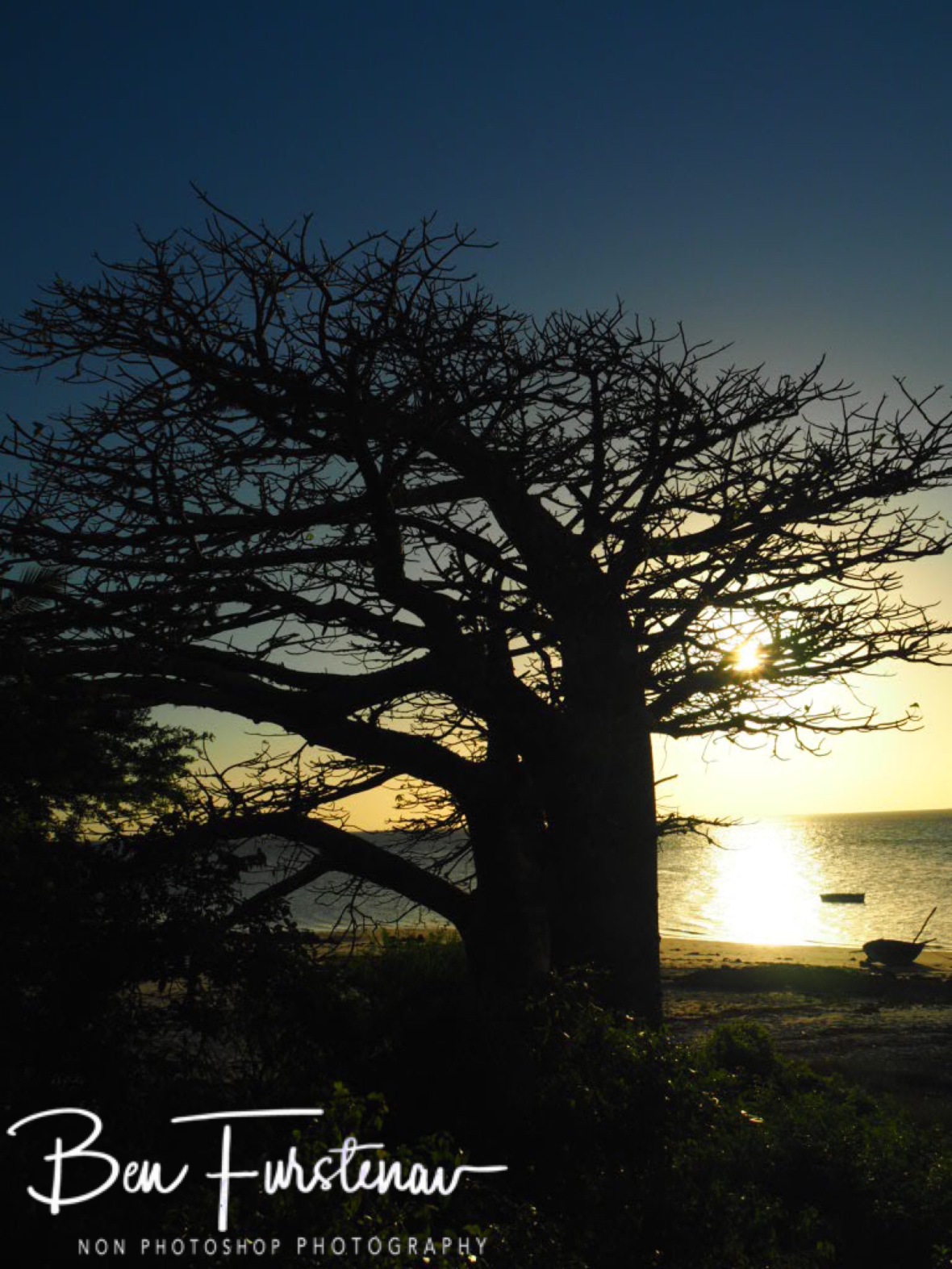 Baobab sunrise, Vilankulo, Mozambique