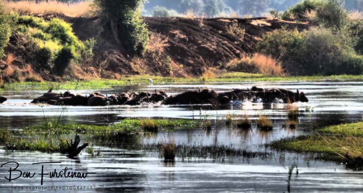 Water buffalo! Lower Zambezi National Park, Zambia 