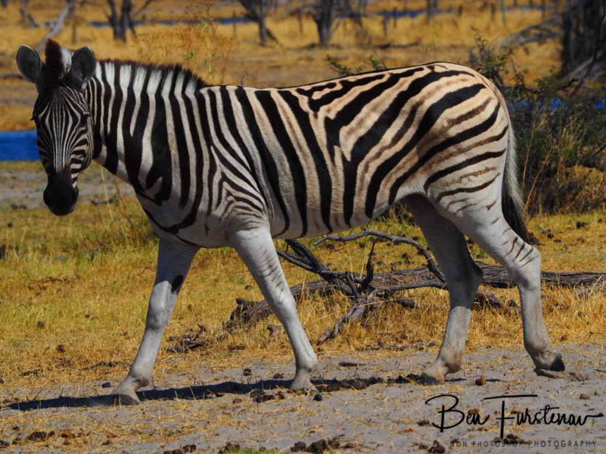 This look cracks me up, Makgadikgadi National Park, Botswana