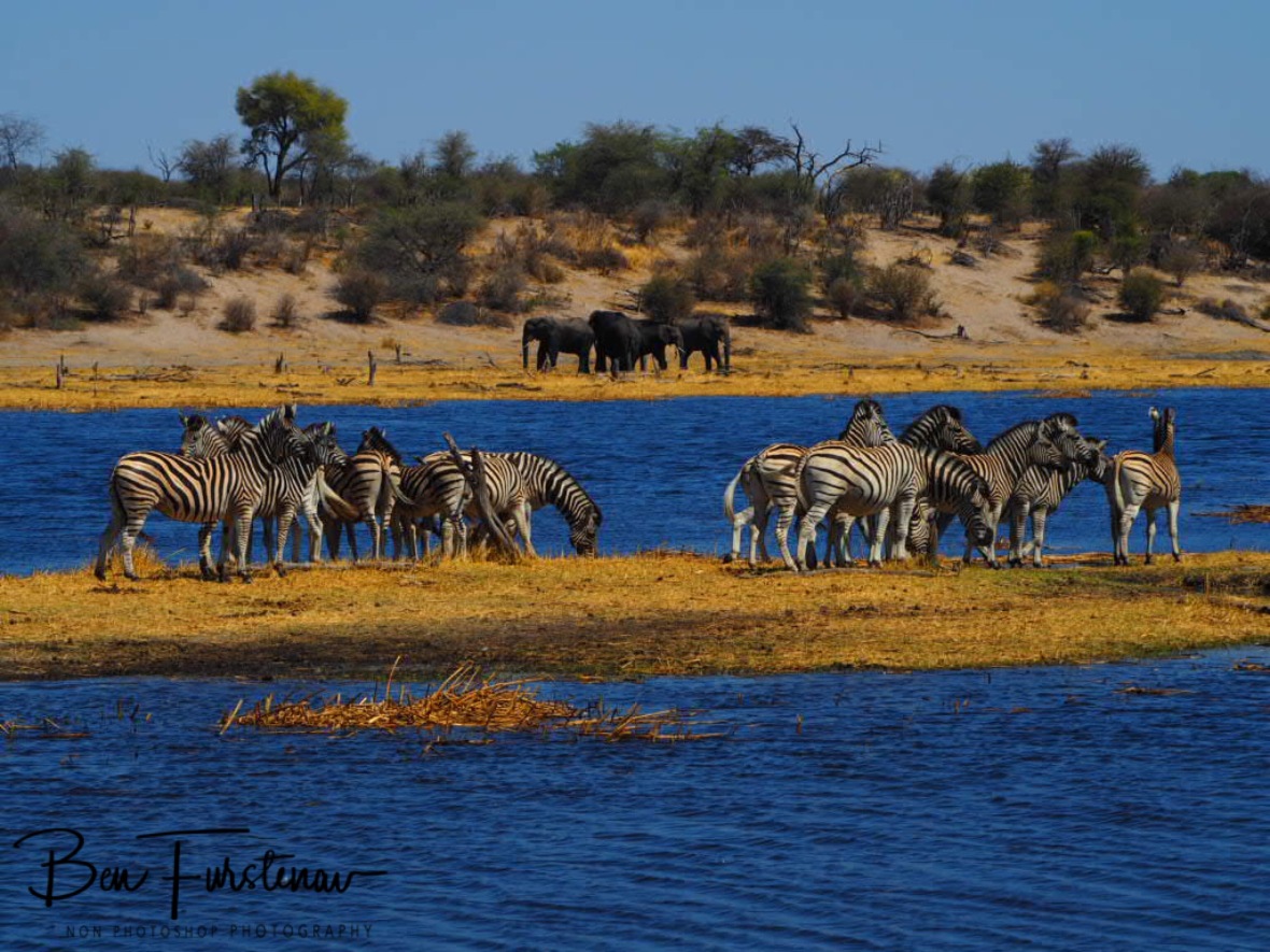 Zebra island, elephant shores, Makgadikgadi National Park, Botswana 