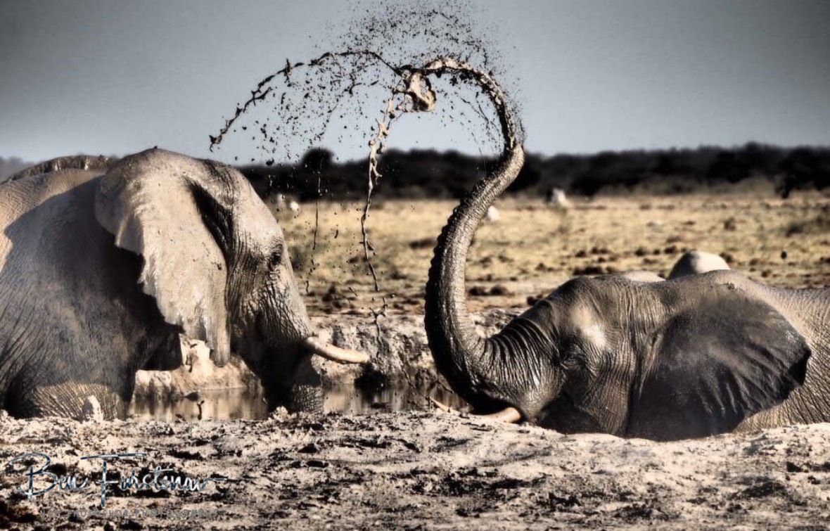 Dirty tricks, Nxai National Park, Botswana 