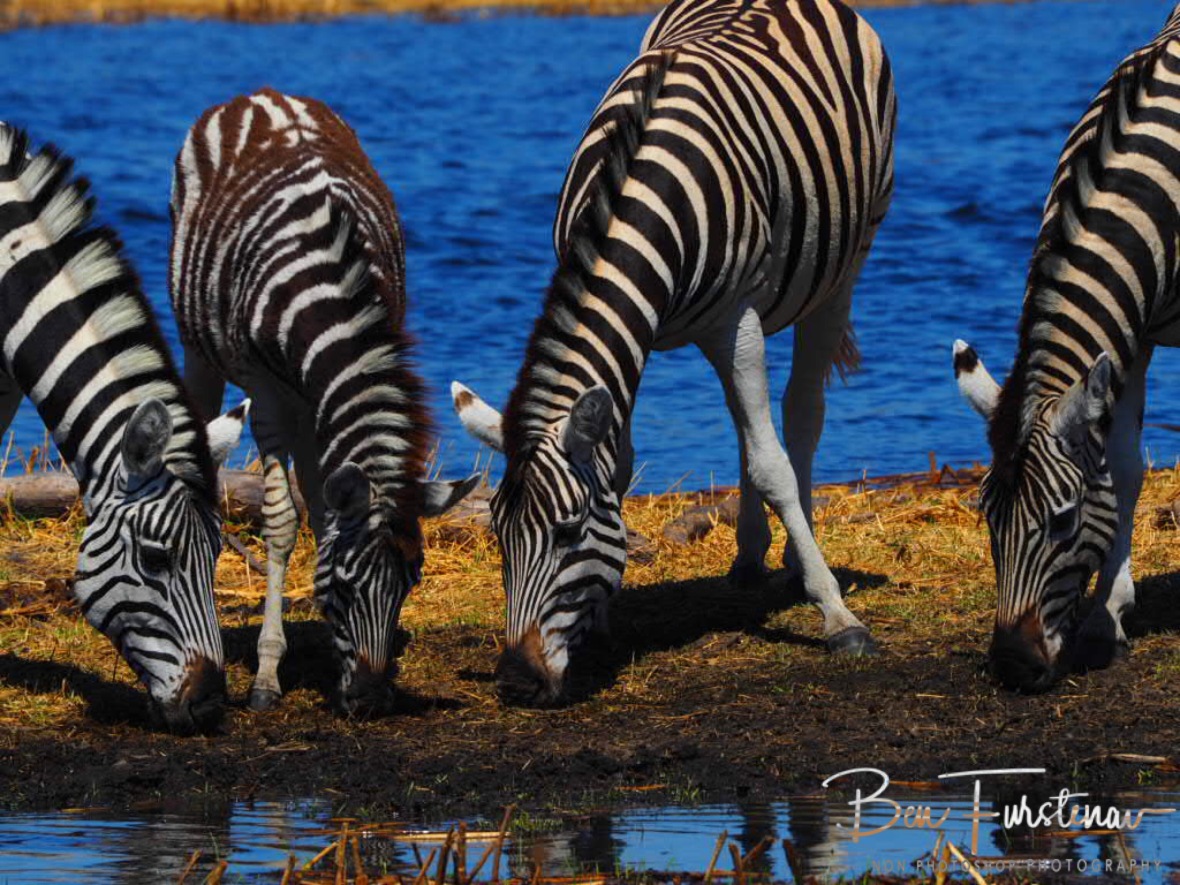 Food and drink bar zebra style, Makgadikgadi National Park, Botswana