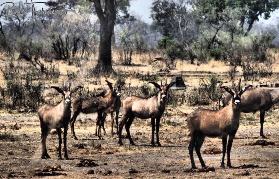 They heard the roar as well, Khaudum National Park, Namibia