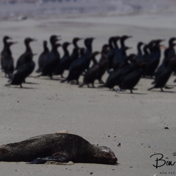 Seal, cormorants and sea gulls lunch break, Henties Bay, Namibia