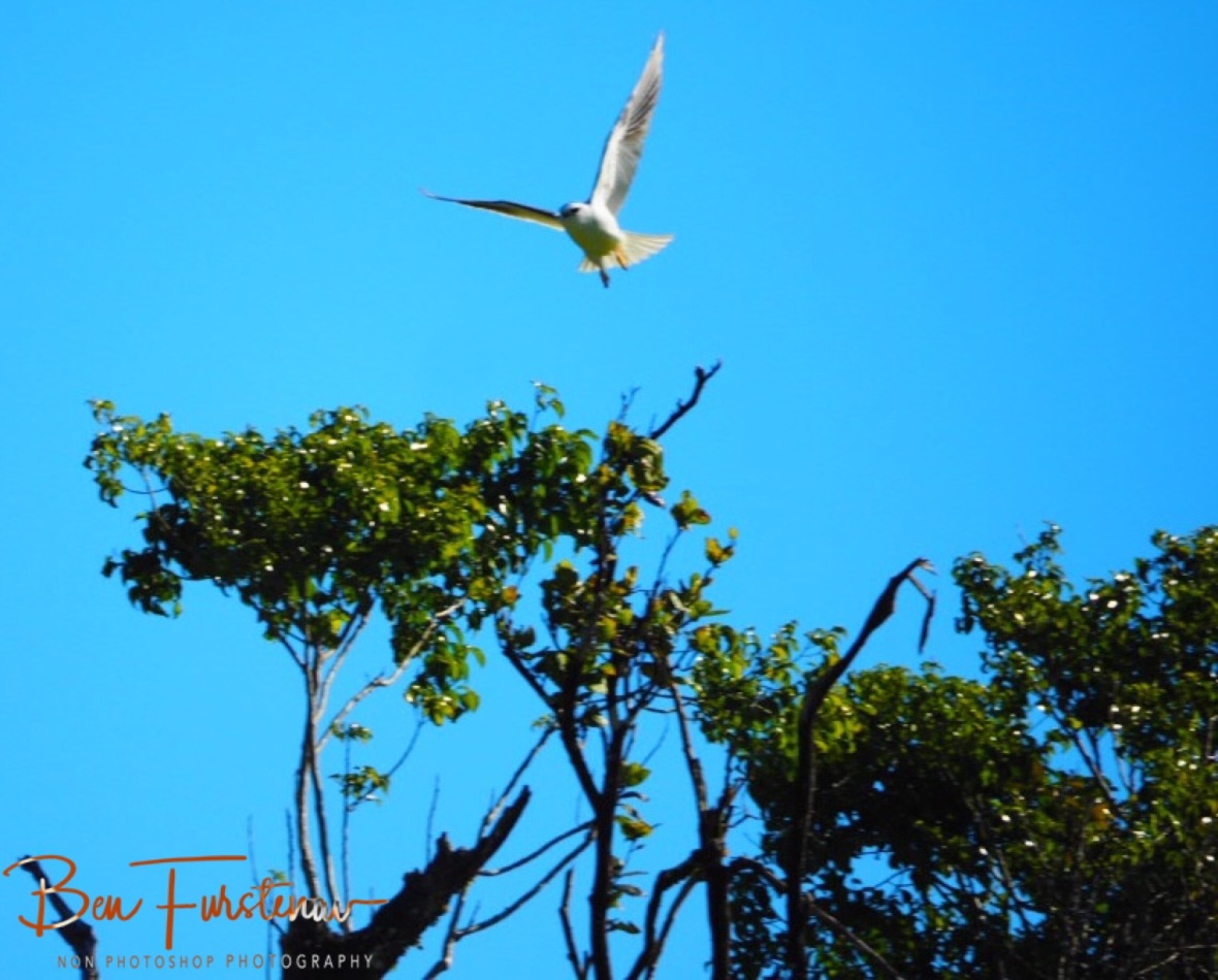 High as a kite at Atherton Tablelands, Far North Queensland, Australia 