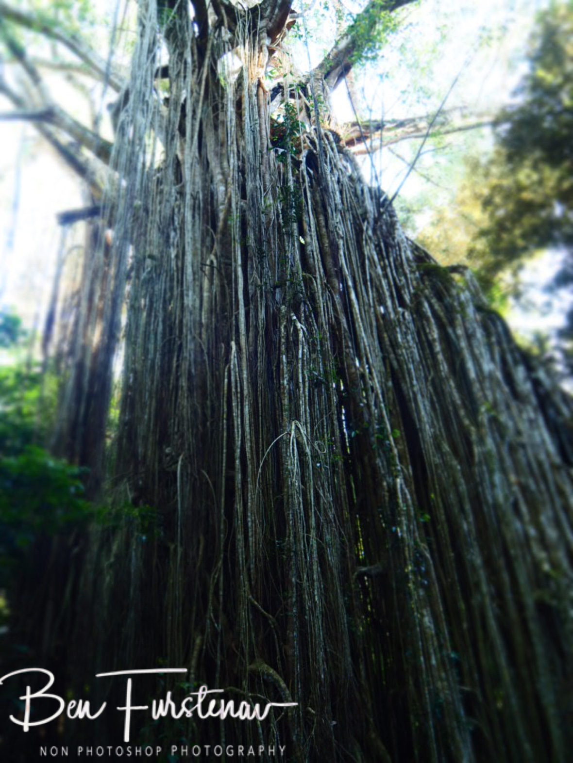 Curtain of roots at Atherton Tablelands, Far North Queensland, Australia 