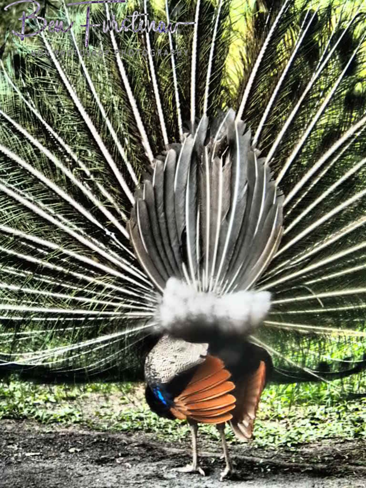Peacock feathers backview at Babinda, Tropical Northern Queensland, Australia 